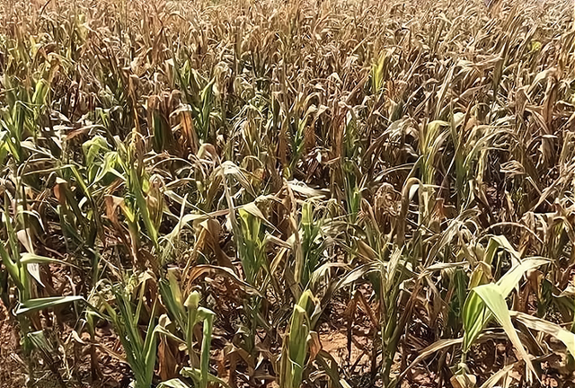 夏季高溫天氣對玉米種植有什么危害怎么預防減少損失