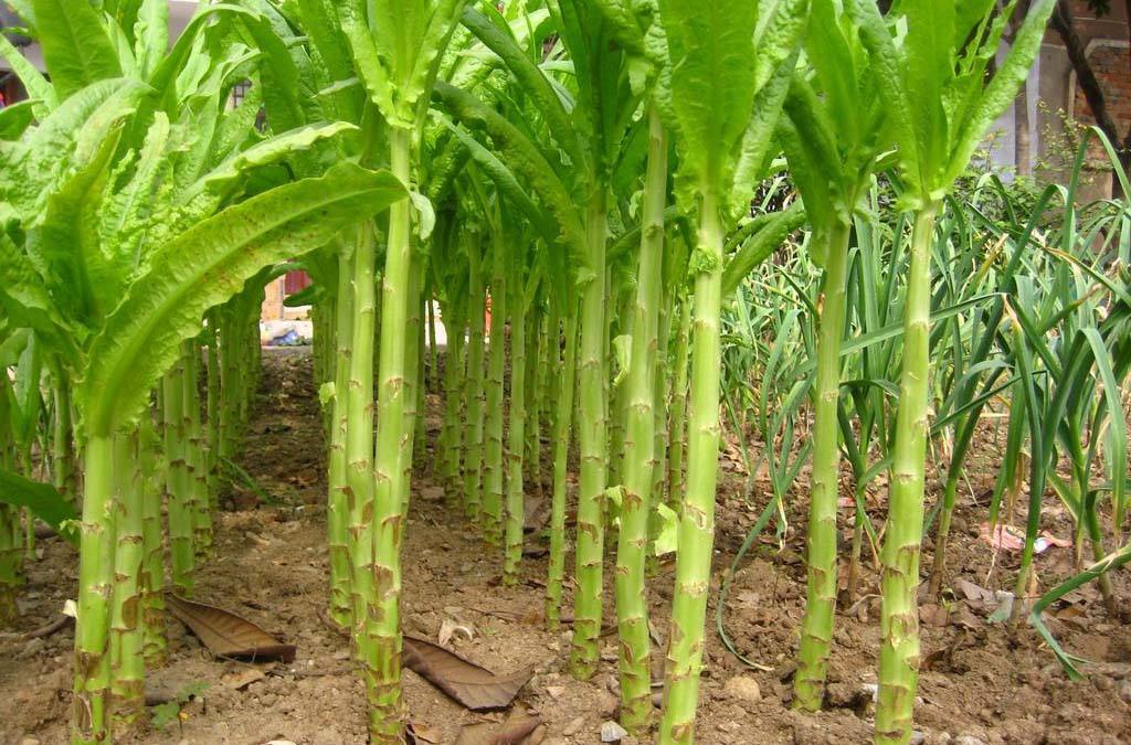 萵筍種植生態(tài)條件及種植管理技術(shù)方法