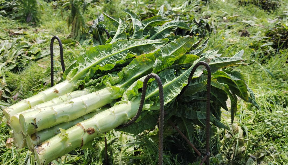 <b>萵筍種植生態(tài)條件及種植管理技術(shù)方法</b>