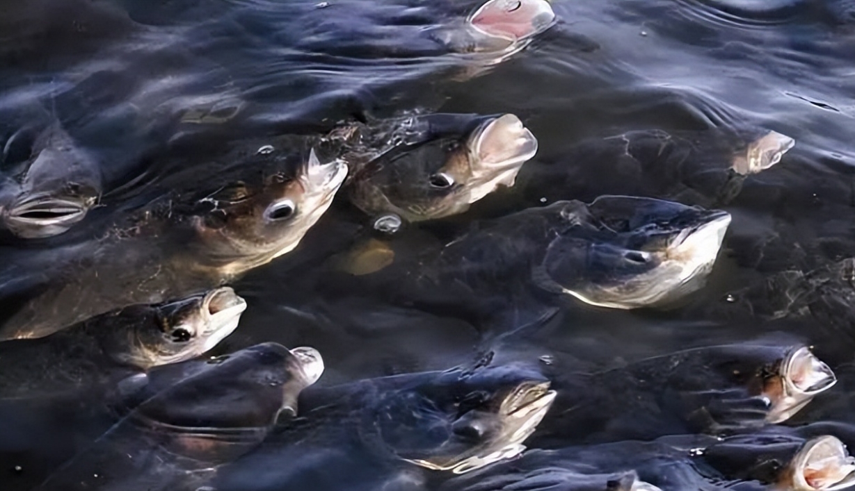 夏季高溫魚浮頭原因及預防應對方法