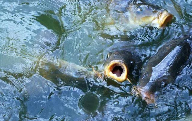 夏季高溫魚浮頭原因及預防應對方法