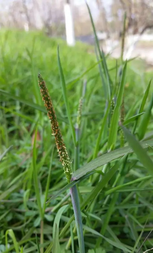 水稻田雜草看麥娘用什么除草劑效果好