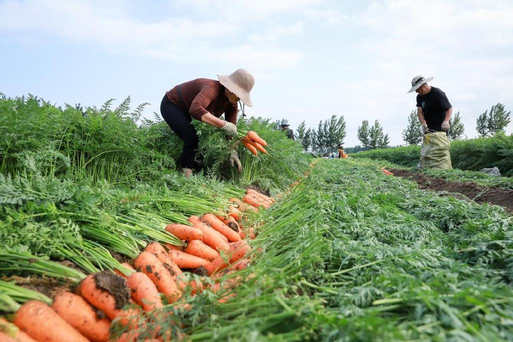 胡蘿卜最佳種植時間和管理技術方法