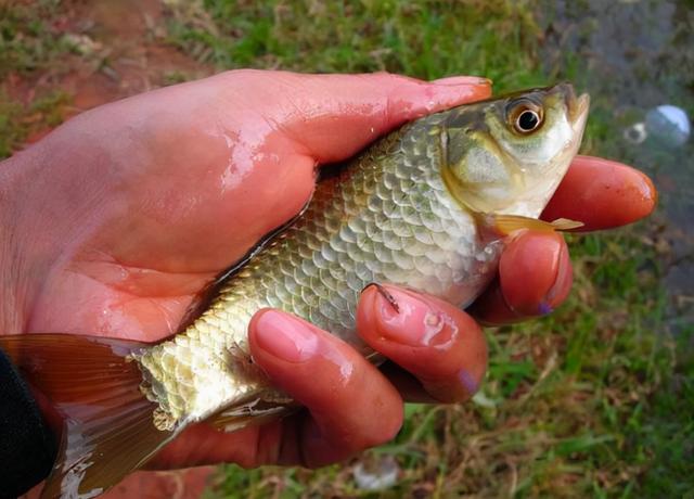 <strong>湘云鯽魚和普通鯽魚的區別及養殖技術方法介紹</strong>