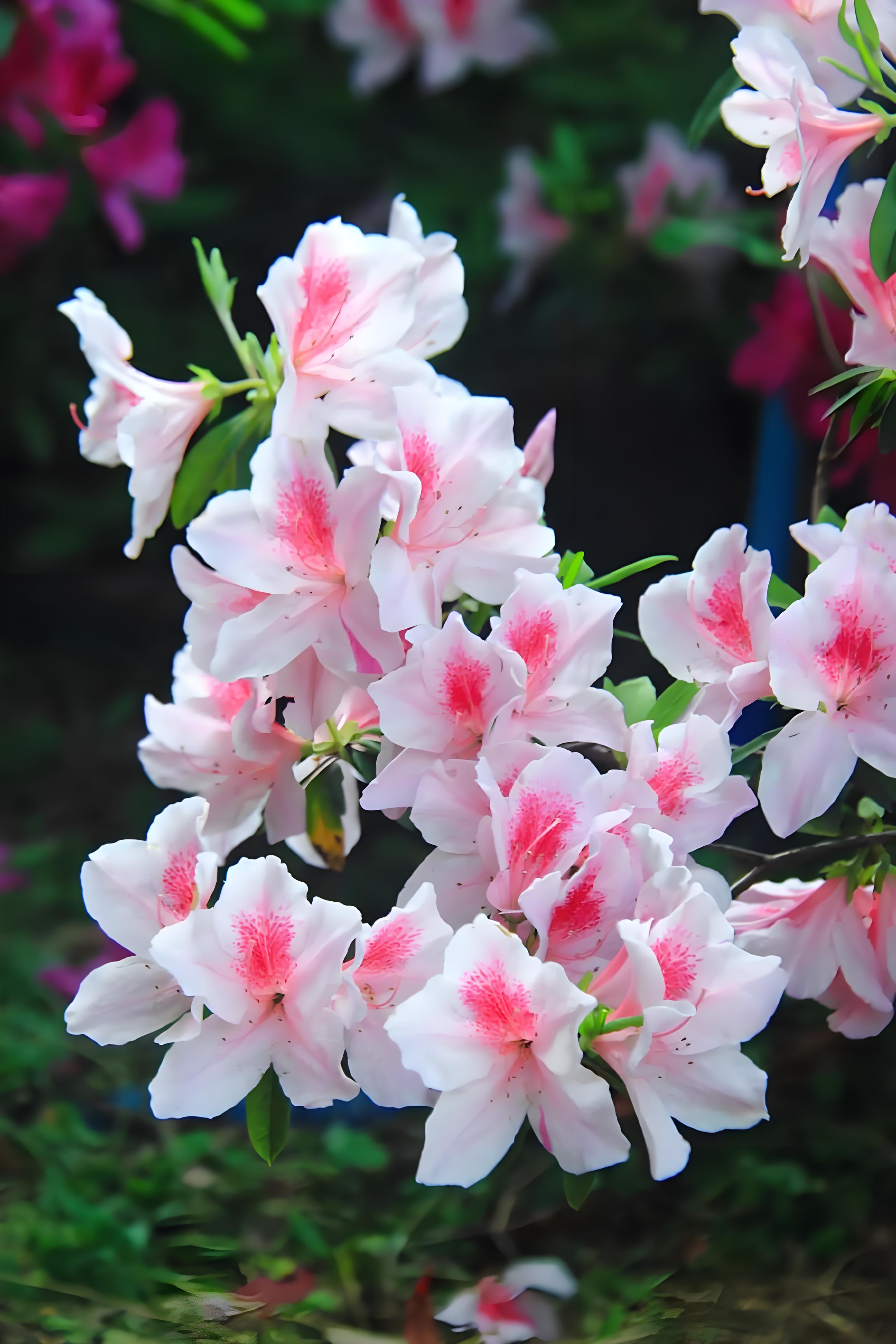 杜鵑花種植數量多少剛好？