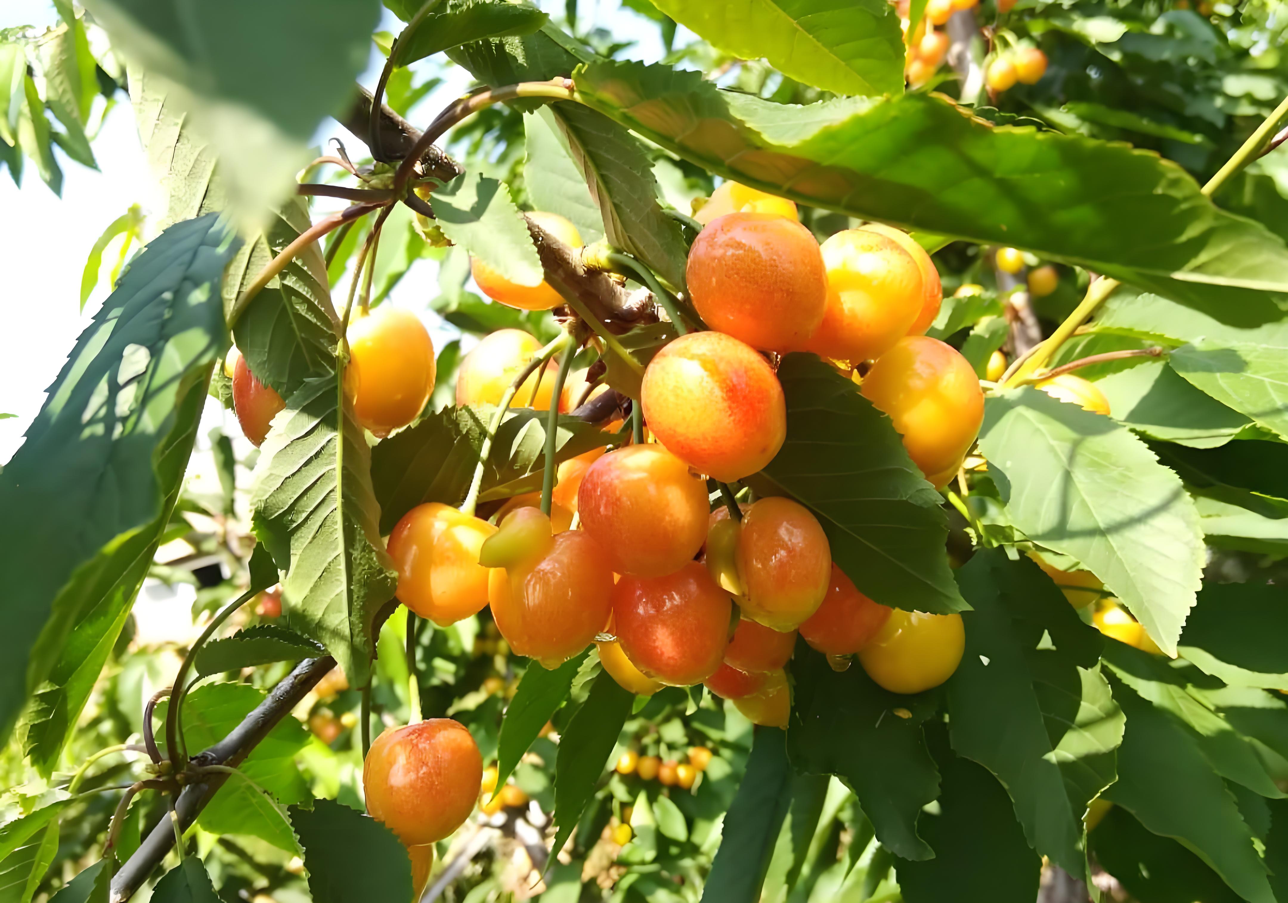 櫻桃品種與種植方法