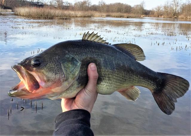 加州鱸魚主要病害及其防控措施，養(yǎng)魚人的必備寶典