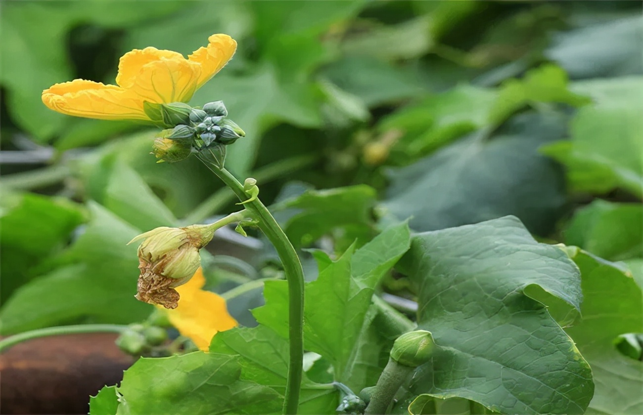 絲瓜爛花柱病因探秘，對癥急救防治方法