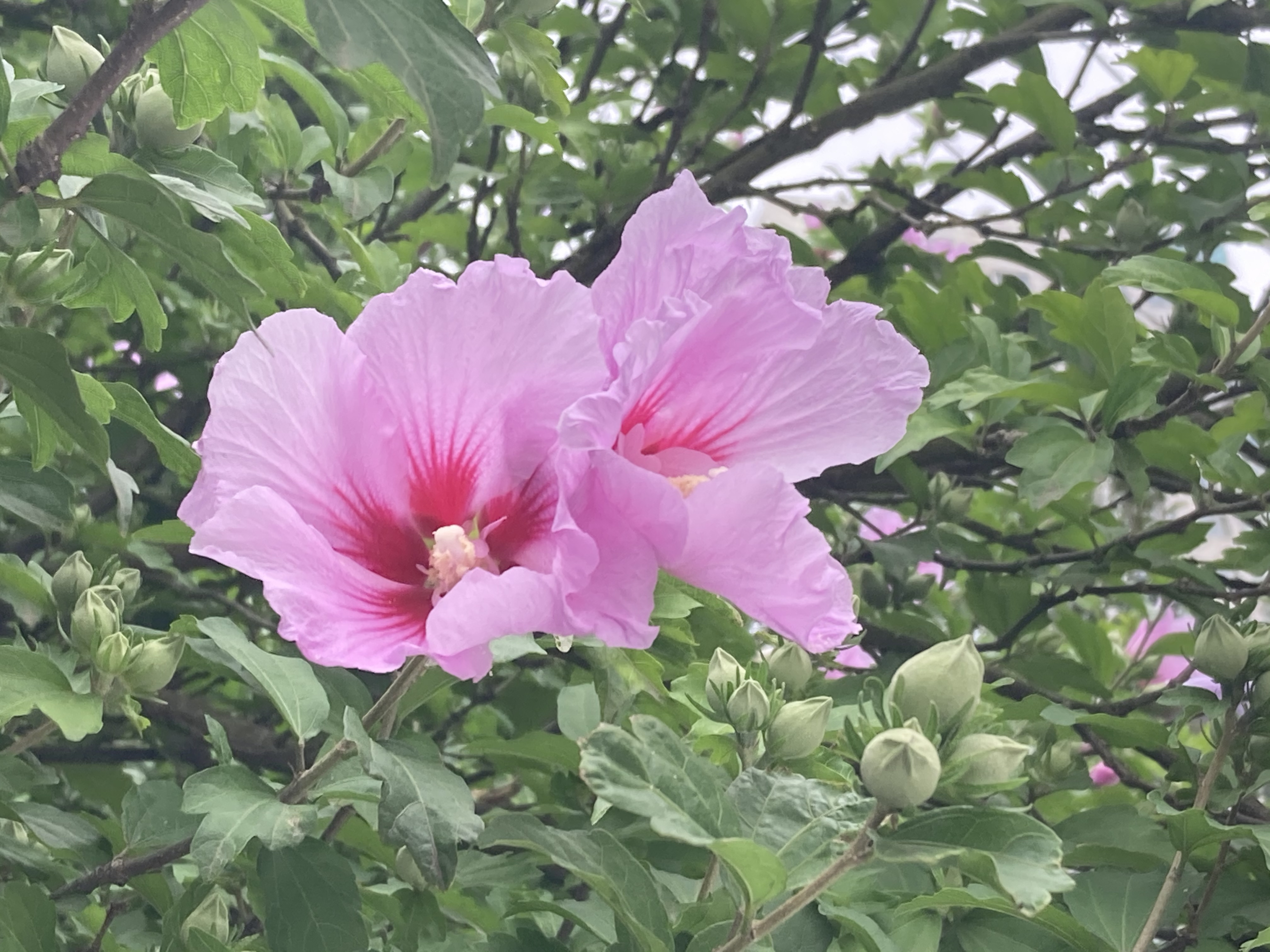 木槿花-夏日絢爛之花與花期食用價值！