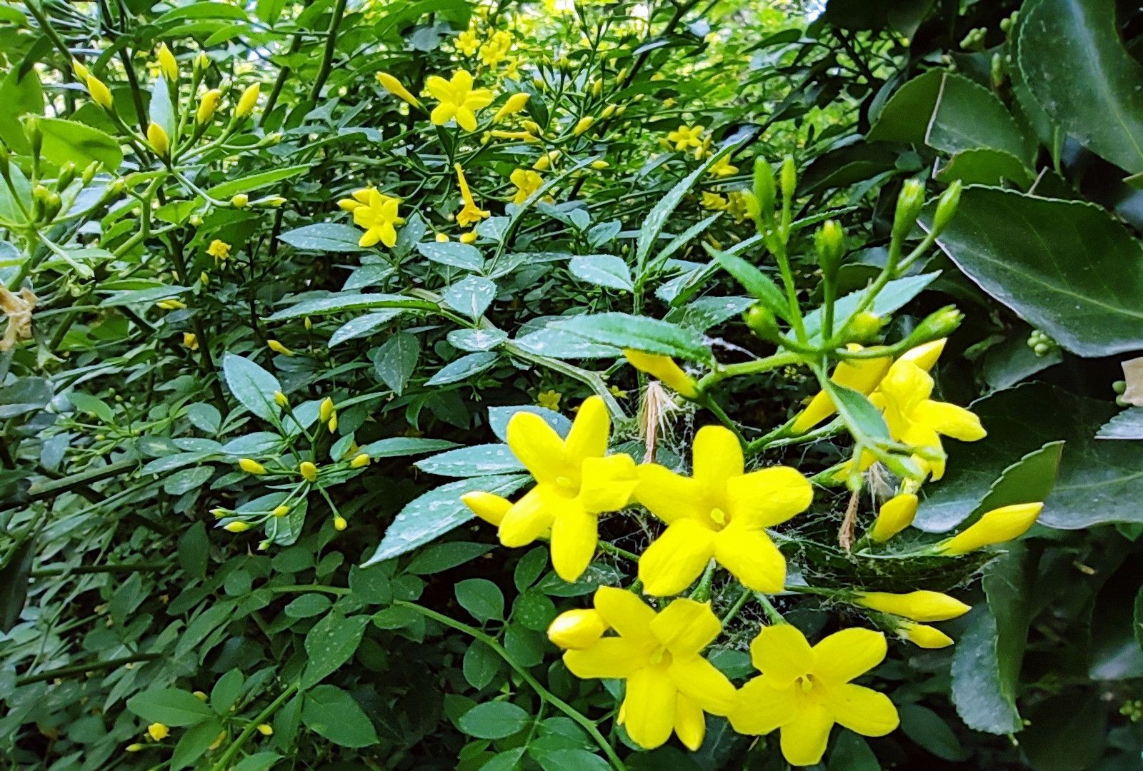 春日使者探春花與迎春花區(qū)別與養(yǎng)護指南！