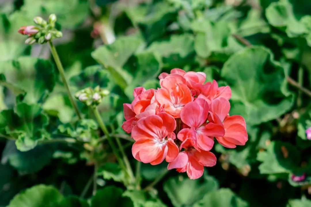 天竺葵安全無(wú)毒，室內(nèi)花卉養(yǎng)殖的芳香之選