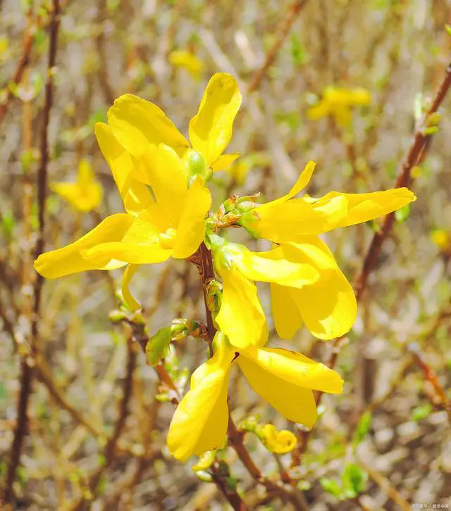 迎春花花語：希望之光，春天的信使，希望與重生的象征