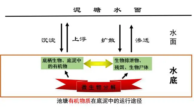 池塘水質五大關鍵措施，守護漁業養殖的生命線！