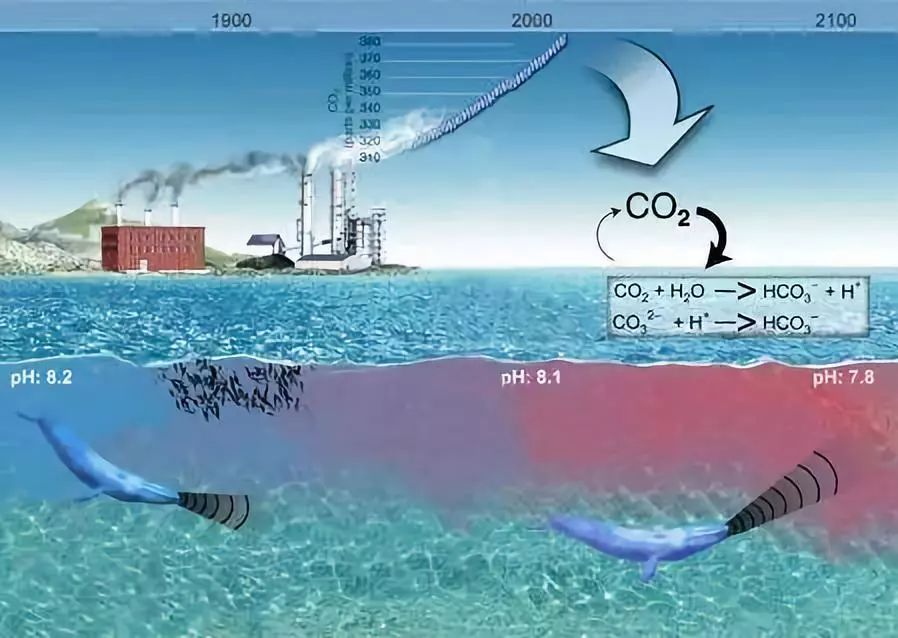 海水養殖：水質調控，構建健康海洋生態的必修課！