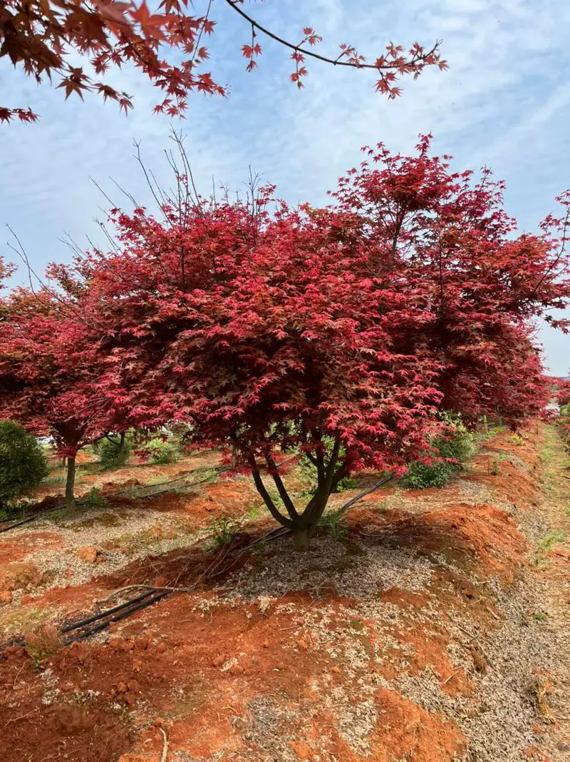 日本紅楓四季之美！春天的綠，夏天的濃，秋天的紅，冬天的靜！