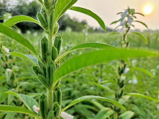 芝麻種植生長全紀(jì)錄：探索一粒種子的蛻變，見證生命的綻放