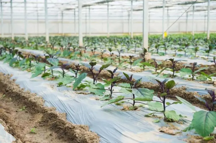 揭秘茄子定植前禁水奧秘：確保高產健康的種植秘訣