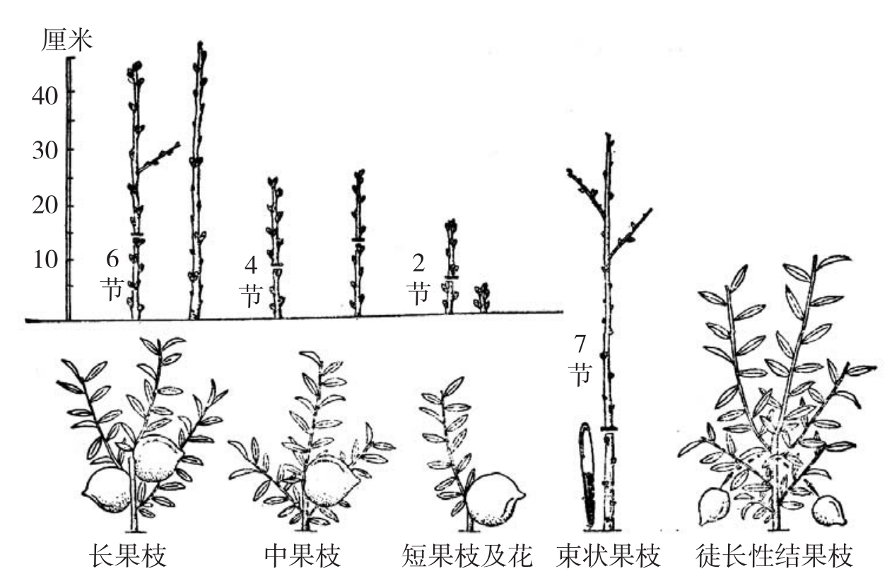 油桃樹修剪指南：手把手教你如何塑造高產樹形