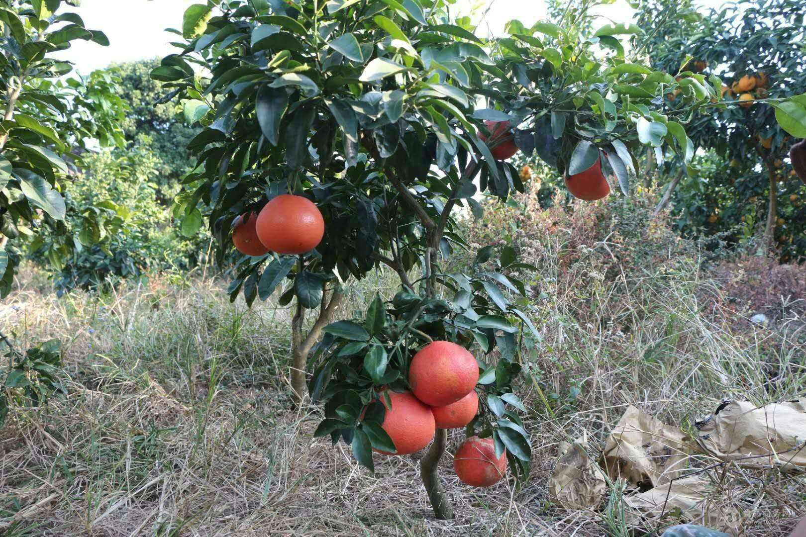 揭秘全球西柚最佳產(chǎn)地，品質(zhì)與風(fēng)味的巔峰之選