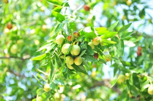 棗類雙嬌：蜜棗樹果實與紅棗的營養(yǎng)對比，探索健康營養(yǎng)的新選擇