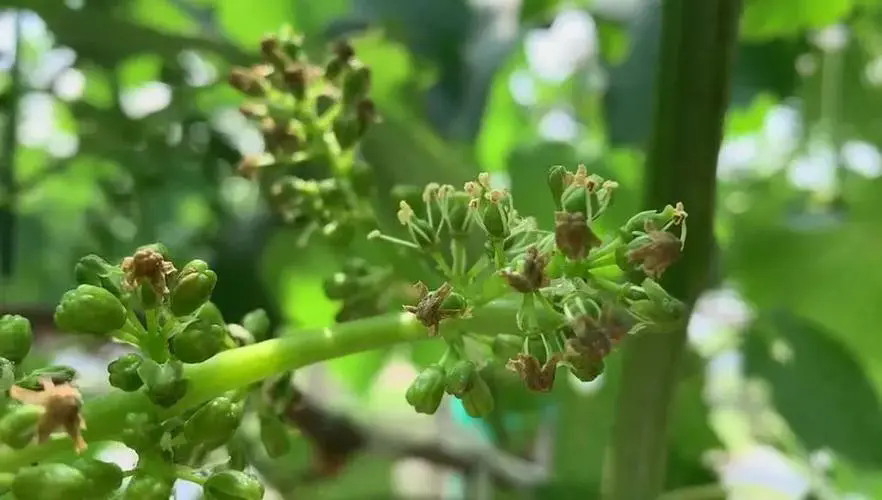 葡萄花開至碩果累累，揭秘“時(shí)間魔法”，品嘗自然的饋贈(zèng)！