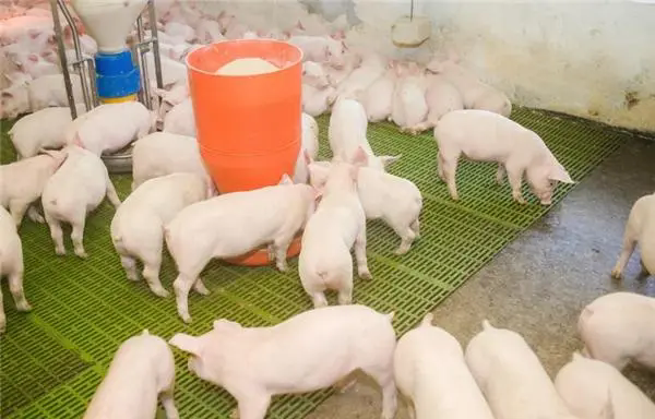 育肥豬高效飼養管理策略：優化環境、精準營養、精細管理與疾病防控