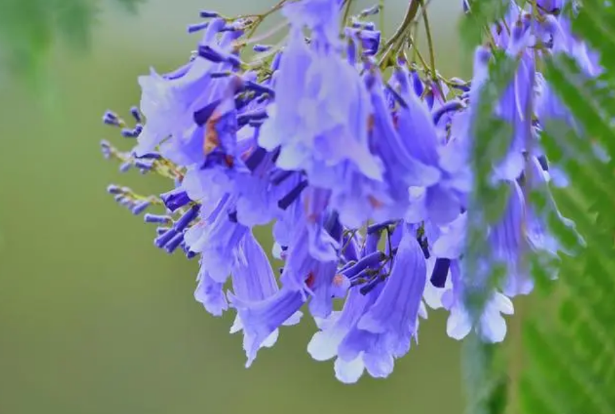 藍花楹花期揭秘；絢爛花期，紫色浪漫，揭秘城市綠化中的紫色浪漫與生態價值