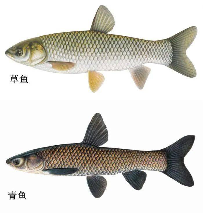 揭秘青魚VS草魚：從外觀到風(fēng)味，全面解析兩大淡水魚王的獨(dú)特魅力