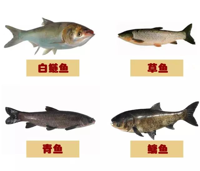 揭秘青魚VS草魚：從外觀到風(fēng)味，全面解析兩大淡水魚王的獨(dú)特魅力