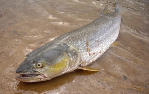 鳡魚大揭秘：從兇猛掠食者到餐桌美味，竟有如此轉(zhuǎn)變？