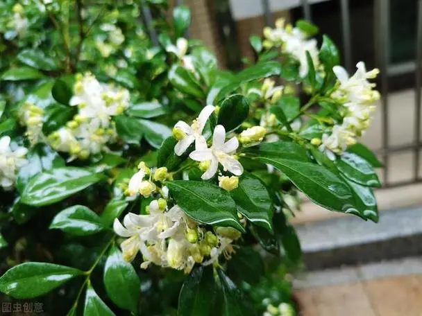 一嗅傾城！九里香開花花期全揭秘，芬芳持久滿人間