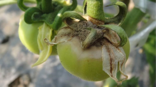 蔬菜灰霉病的癥狀與防治方法，打造健康無病害的菜園