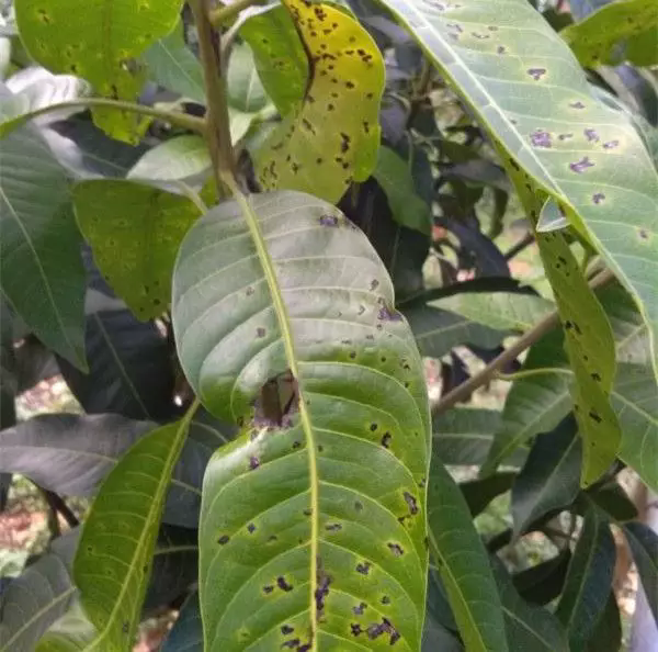 告別芒果角斑病，為芒果樹披上護甲，對抗病害！