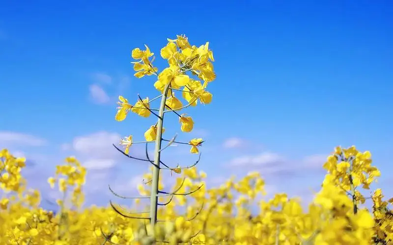 <b>探尋油菜花盛開的時間秘密，帶你捕捉每一朵綻放的瞬間！</b>