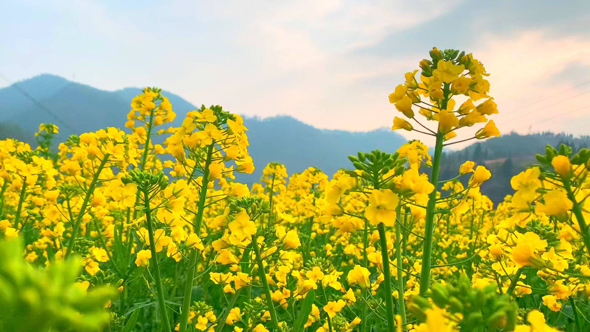 探尋油菜花盛開(kāi)的時(shí)間秘密，帶你捕捉每一朵綻放的瞬間！