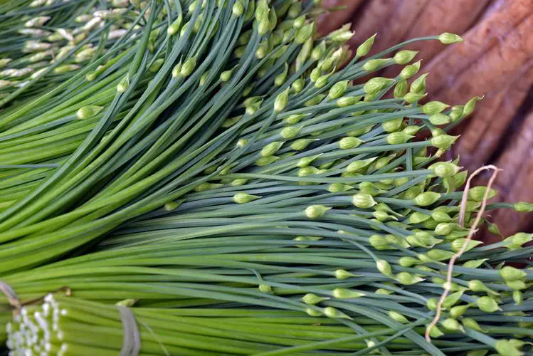 韭菜與韭菜花同根不同魂，一場關(guān)于味道與營養(yǎng)的綠色探索