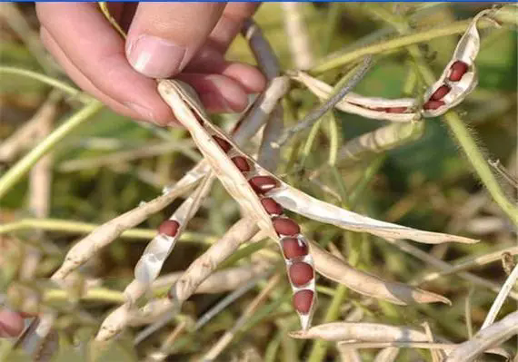 紅豆種植寶典：時間選對，方法用對，確保每一顆紅豆的飽滿與香甜！