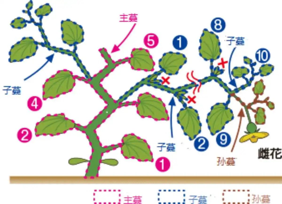 從枝繁葉茂到碩果累累：甜瓜整枝打杈圖解指南，讓你的瓜田變豐收樂園！