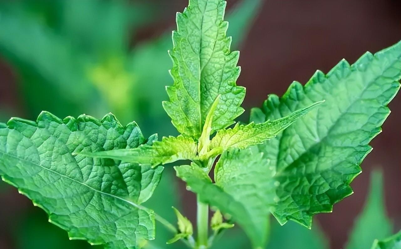 夏日清涼劑藿香的解暑功效秘籍，每一口都驅散炎熱的侵襲