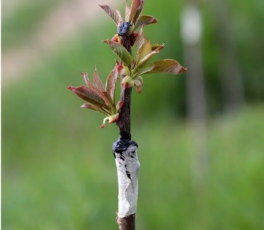 櫻桃園的進化論：櫻桃嫁接技術的應用如何提升櫻桃樹的產量與品質