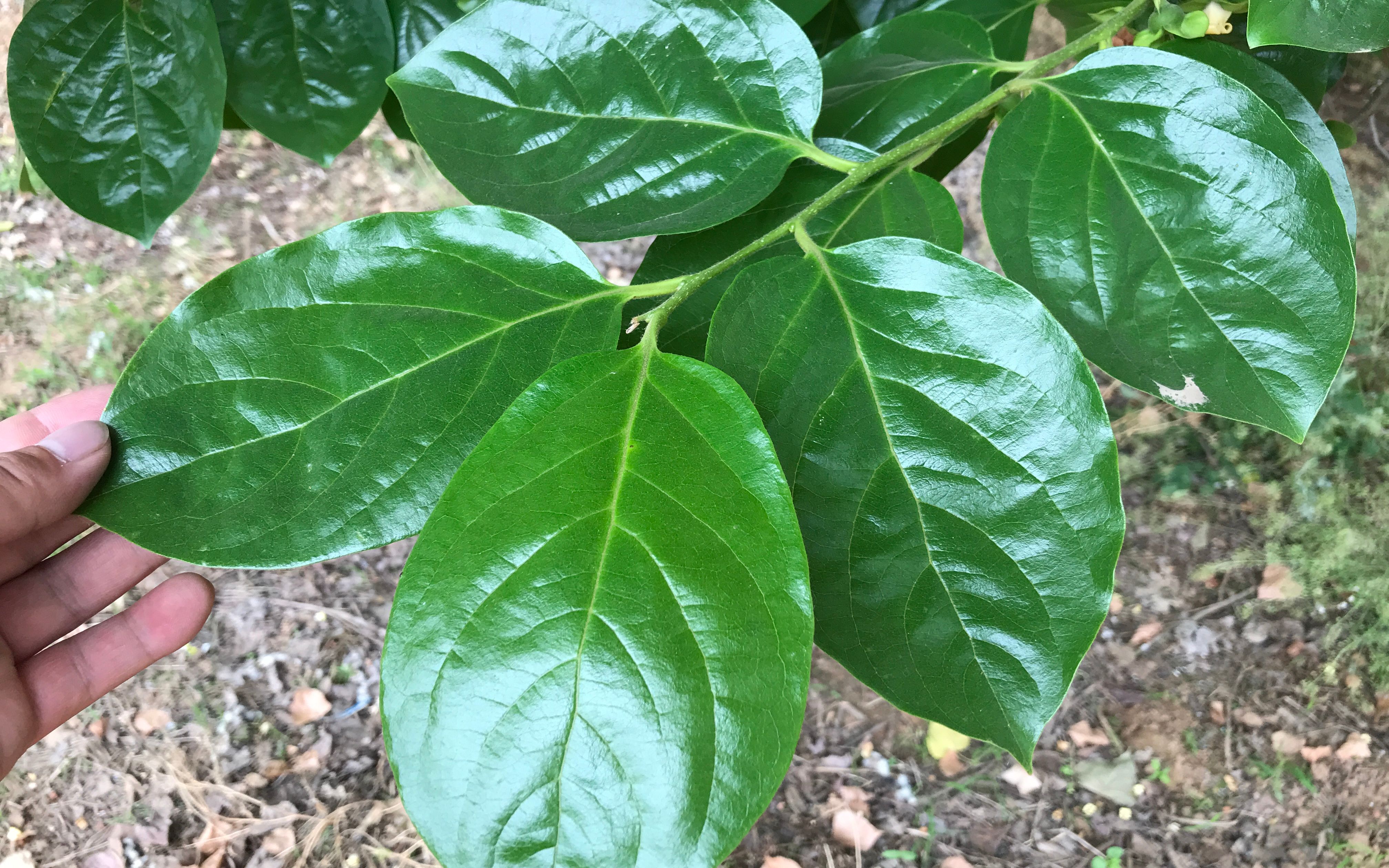 茶香養生：柿子葉茶的功效作用，從清熱解毒到促進消化的益處