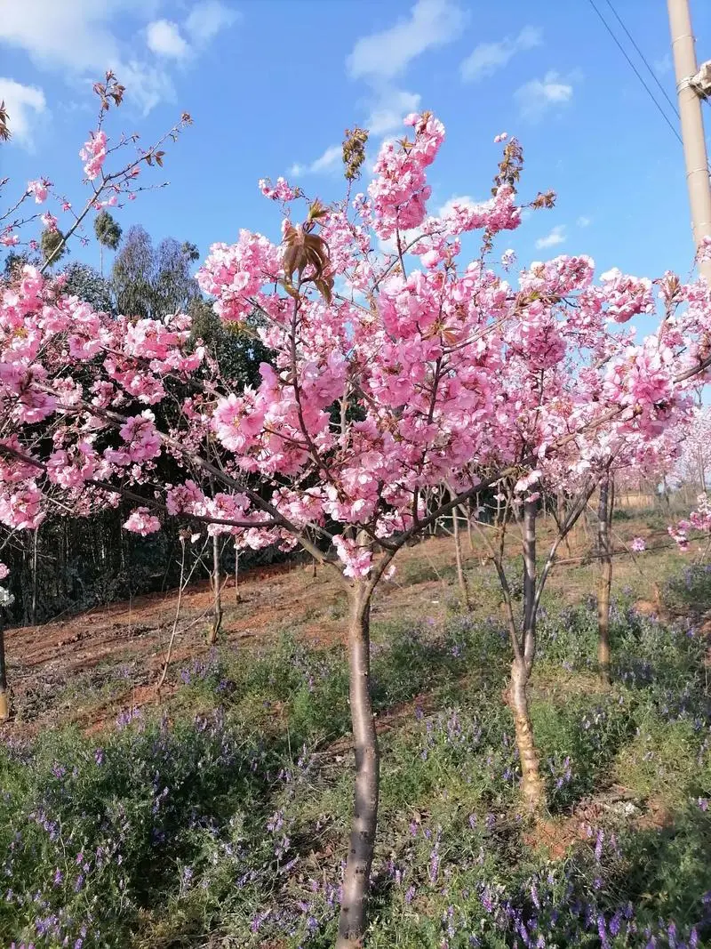 櫻花樹種植管理方法寶典：溫度調控、光照管理與水分平衡打造理夢幻花園