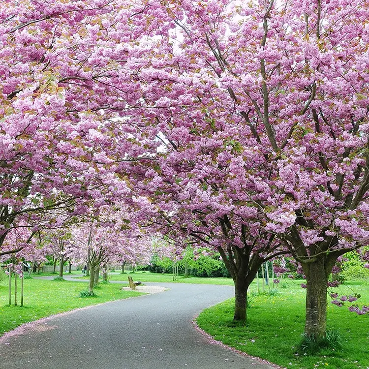 櫻花樹種植管理方法寶典：溫度調控、光照管理與水分平衡打造理夢幻花園