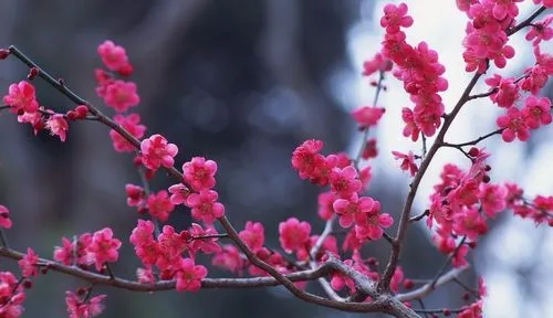 梅花冬日開花魔法：寒冷環(huán)境下的生長奇跡，解析其開花習(xí)性的科學(xué)原理