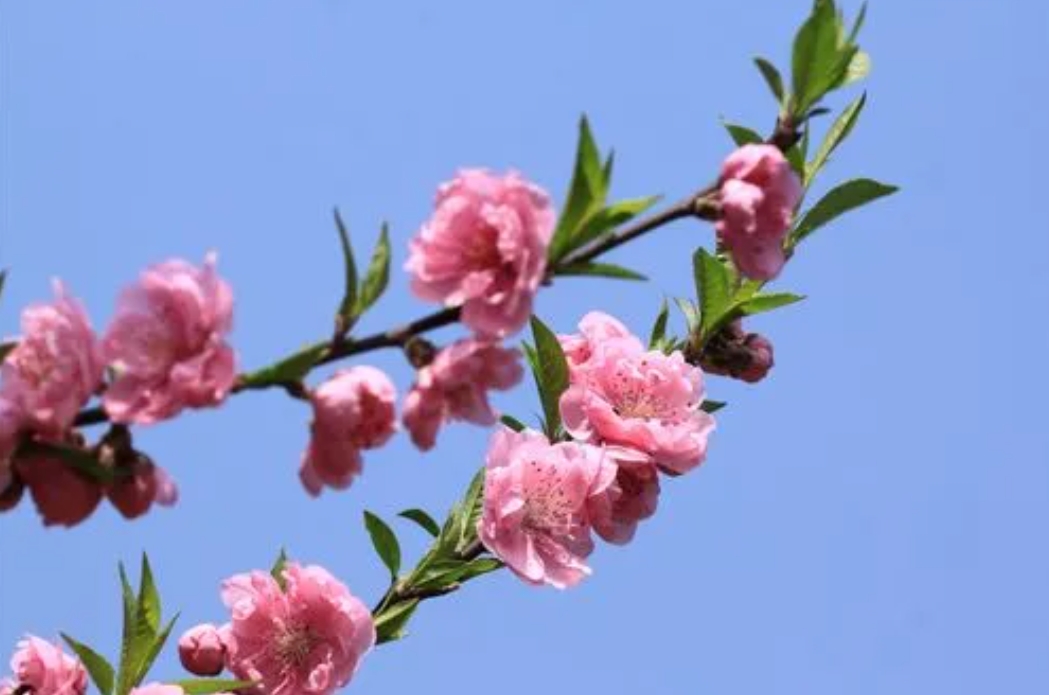 桃花代表什么生肖之謎：探索桃花在十二生肖中的獨特地位與文化寓意