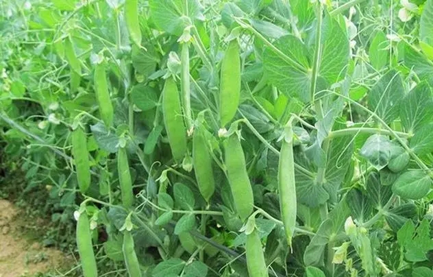 <b>荷蘭豆種植時間與方法揭秘：春季播種與秋季收獲的完美搭配</b>