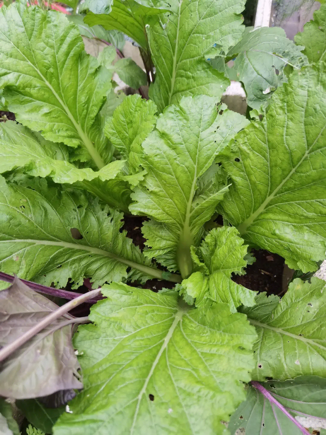 芥菜種子種植方法：土壤與播種管理的實踐指南提高產量