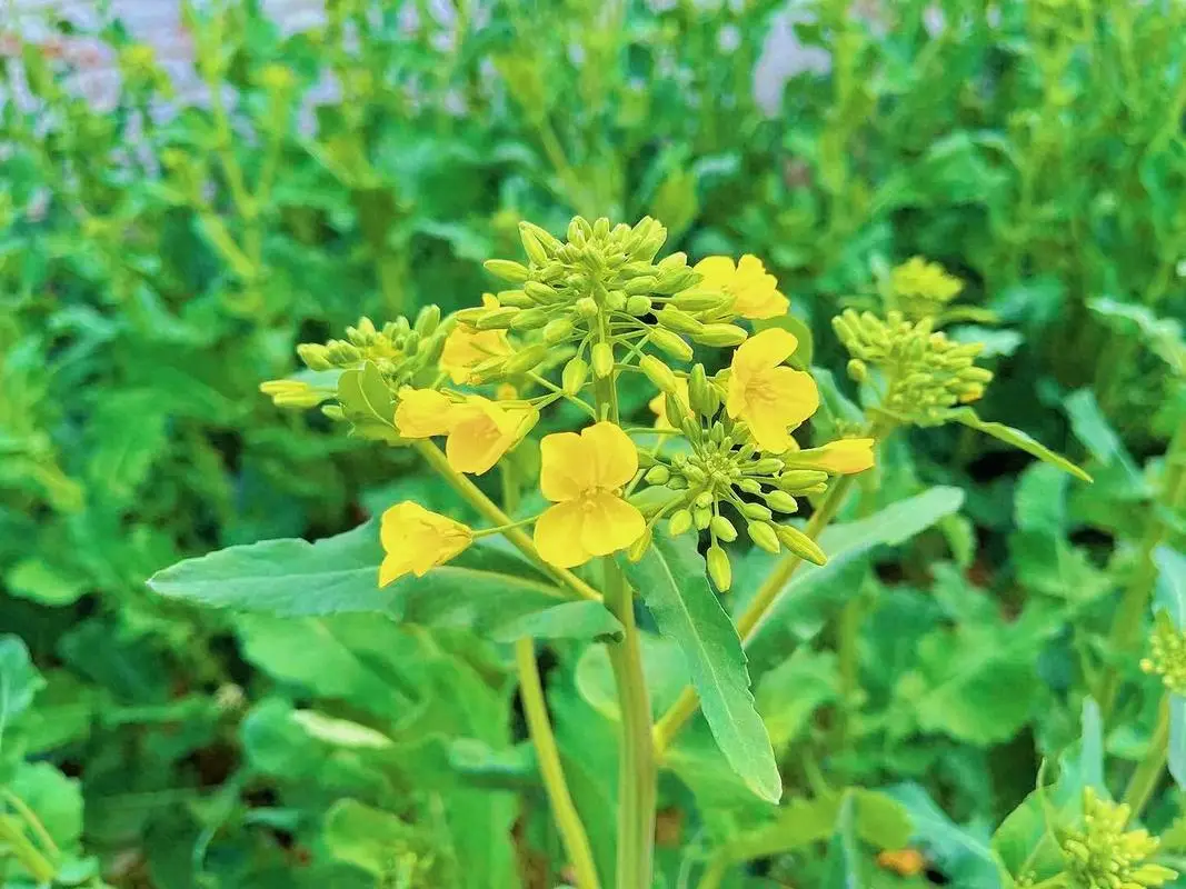 油菜和油菜花是同一種植物嗎科學(xué)解析，全面解析其生長周期與形態(tài)特征