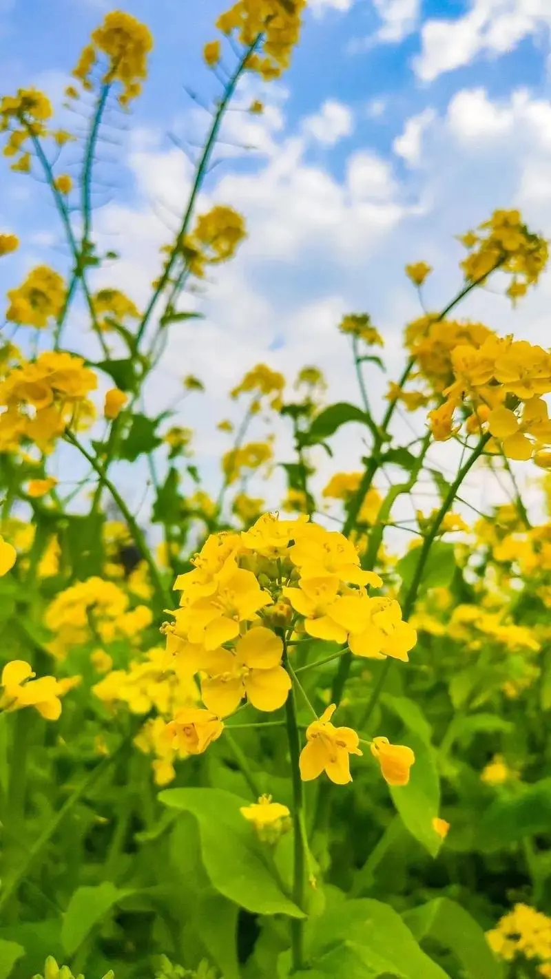 油菜和油菜花是同一種植物嗎科學(xué)解析，全面解析其生長周期與形態(tài)特征