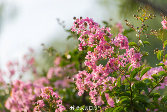 8月開花賞花盛宴地圖：從城市公園到鄉村小徑，探尋夏日余暉下的花卉寶藏